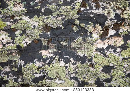 Moss On Stone, Colorful Natural Backgroung, Nord Norway