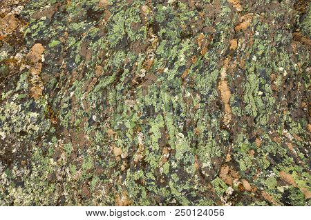 Moss On Stone, Colorful Natural Backgroung, Nord Norway