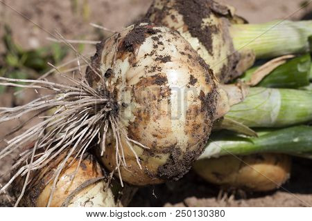 Torn From The Ground The Fields Of The Head Of A New Onion Harvest During The Harvest Of Agricultura