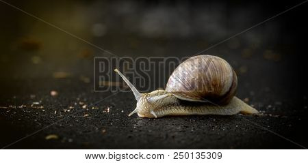 Snail Crawling On The Asphalt Road. Burgundy Snail, Helix, Roman Snail, Edible Snail Or Escargot Cra