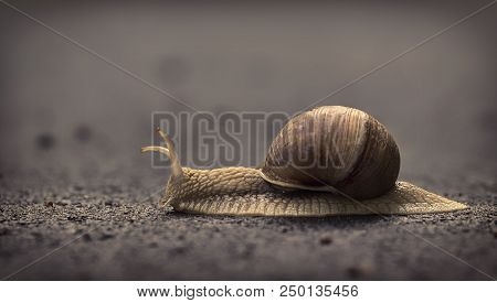 Snail Crawling On The Asphalt Road. Burgundy Snail, Helix, Roman Snail, Edible Snail Or Escargot Cra