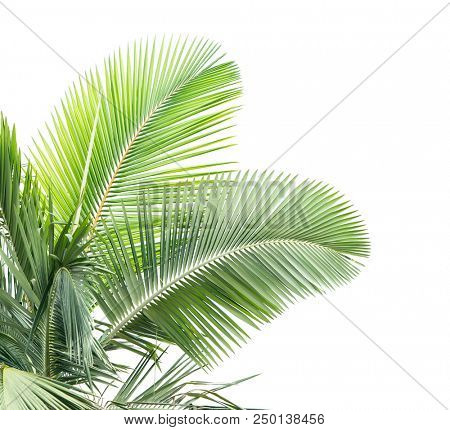 palm tree isolated on white background