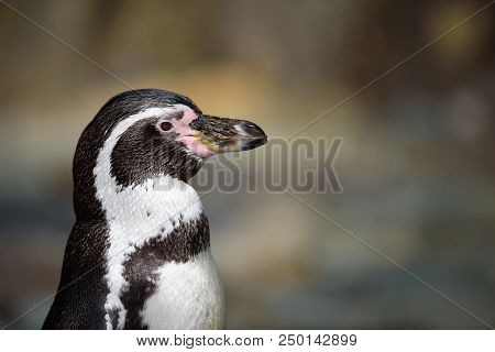 Close Up Portrait Of Humboldt Penguin Also Termed Peruvian Penguin, Or Patranca