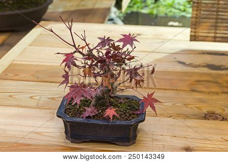 Bonsai - Japanese Maple (acer Palmatum). Age - About 15 Years. Exhibition Of Bonsai In Aptekarsky Og