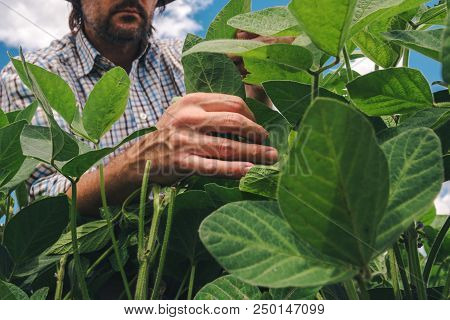 Farm Worker Controls Development Of Soybean Plants. Agronomist Checking Soya Bean Crops Growing In T