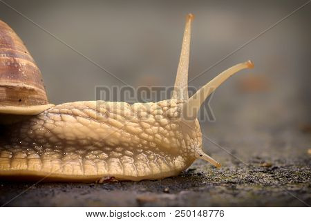 Snail Crawling On The Asphalt Road. Burgundy Snail, Helix, Roman Snail, Edible Snail Or Escargot Cra