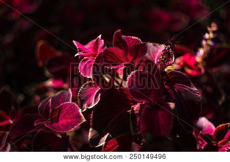 Red And Green Leaves Of The Coleus Plant, Plectranthus Scutellarioides, Close Up.
