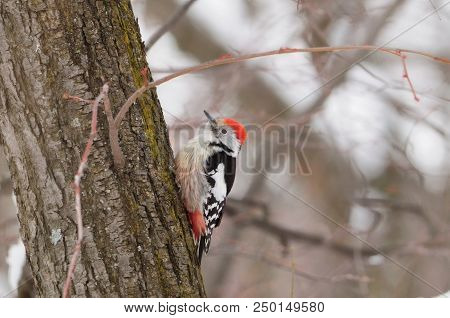 Middle Spotted Woodpecker (dendrocoptes Medius) Siting On A Tree On A Blurred Forest Background.