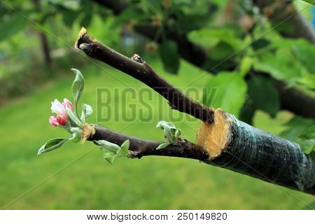 Live Cuttings At Grafting Apple Tree In Cleft With Growing Buds, Young Leaves And Flowers. Closeup.