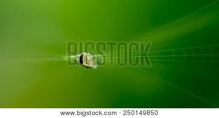 A Scarce Garden Spider Sits On A Web, A Big Plan On A Green Background.