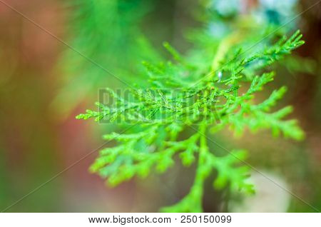 Incense Cedar Tree Calocedrus Decurrens Branch Close Up. Thuja Cones Branch Pattern. Conifer Seeds O