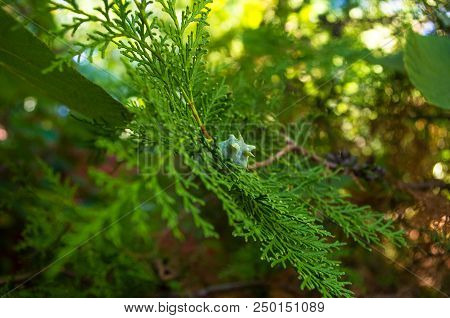 Incense Cedar Tree Calocedrus Decurrens Branch Close Up. Thuja Cones Branch Pattern. Conifer Seeds O