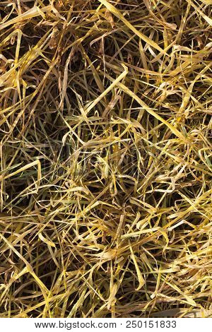 A Non-contrasting Background Of Withered And Yellowed Wheat, Which Died In The Fall, A Closeup