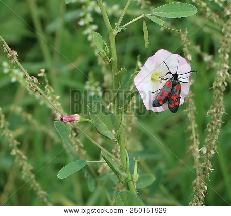Rustrel, France - July 14, 2018: Photography Showing A Small Insect With Red Speckled On A Plant. Th