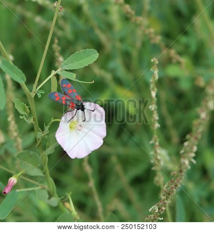 Rustrel, France - July 14, 2018: Photography Showing A Small Insect With Red Speckled On A Plant. Th