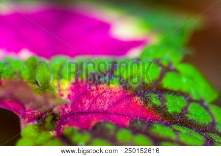 Red And Green Leaves Of The Coleus Plant, Plectranthus Scutellarioides, Close Up.