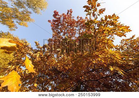 Trees In An Autumn Park, Close-up Of Yellowed And Darkened Foliage Of An Oak Tree In An Autumn Park,