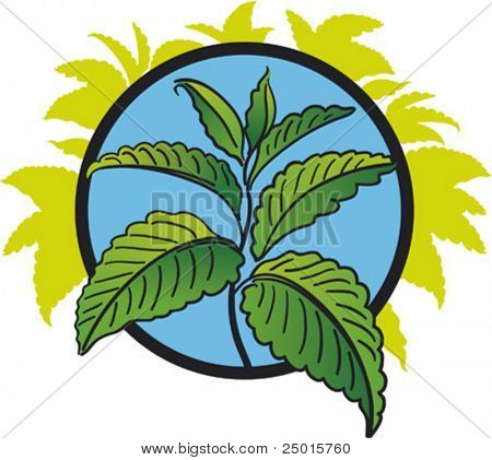 Green leaves of peppermint on a blue background.