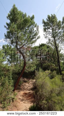 Rustrel, France - July 14, 2018: Photography Showing A Bend Tree Alongside A Hiking Path. The Photog