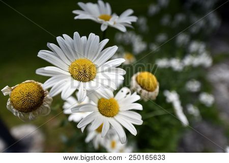Flowers Complex Body Of Seed Reproduction Of Flowering (angiosperms) Plants.