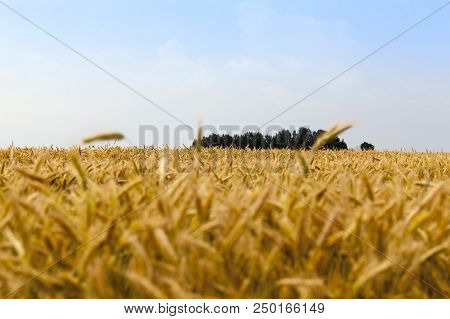 Golden Rye Field On A Sunny Warm Autumn Day, A Landscape With A Sky