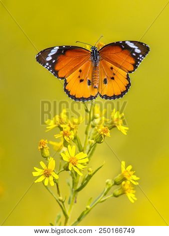 Plain Tiger Or African Monarch Butterfly (danaus Chrysippus) Perched On Yellow Flower Catching Sunli