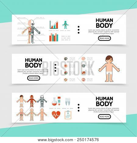 Flat Anatomy Horizontal Banners With Internal Organs Tubes Clipboard Tooth Human Muscular Circulator