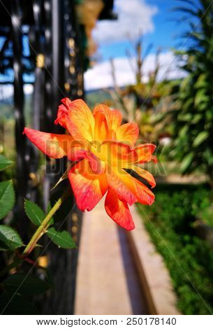 Colorful Orange Rose With Yellow And Magenta Tones And Stunning Bright Tropical Garden Background