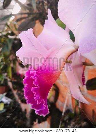 Cattleya Orchid With Stunning Curved Fucsia Petals Living In Rural Colombia. White, Pink And Magenta