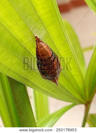 Cocoon, Single Cocoon The Palm Leaf, Nice Cocoon