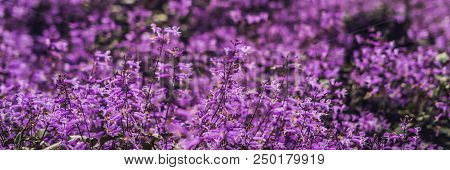 Lavender Flowers At Sunlight In A Soft Focus, Pastel Colors And Blur Background. Banner Long Format