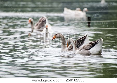 Swans Swiming On The Lake With Blurred Background