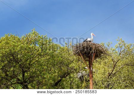 Nest Of Storks In Darreh Tafi Village Near Zarivar Lake, Darreh Tafi Village, 15kms West Of Marivan,