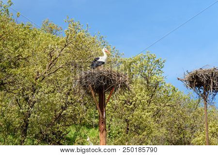 Nest Of Storks In Darreh Tafi Village Near Zarivar Lake, Darreh Tafi Village, 15kms West Of Marivan,