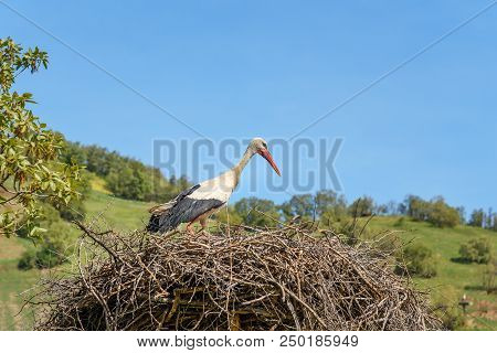Nest Of Storks In Darreh Tafi Village Near Zarivar Lake, Darreh Tafi Village, 15kms West Of Marivan,