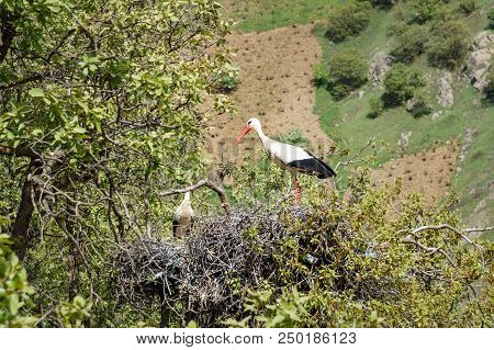 Nest Of Storks In Darreh Tafi Village Near Zarivar Lake, Darreh Tafi Village, 15kms West Of Marivan,