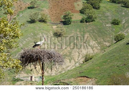Nest Of Storks In Darreh Tafi Village Near Zarivar Lake, Darreh Tafi Village, 15kms West Of Marivan,