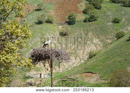 Nest Of Storks In Darreh Tafi Village Near Zarivar Lake, Darreh Tafi Village, 15kms West Of Marivan,