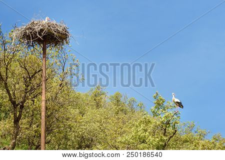 Nest Of Storks In Darreh Tafi Village Near Zarivar Lake, Darreh Tafi Village, 15kms West Of Marivan,