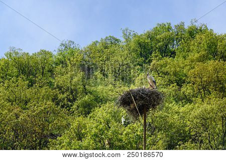 Nest Of Storks In Darreh Tafi Village Near Zarivar Lake, Darreh Tafi Village, 15kms West Of Marivan,