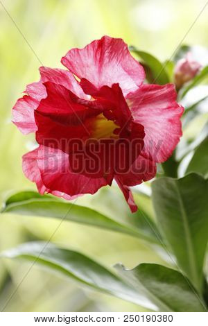Very Beautiful Red Adenuim Obesum Flower By Nature