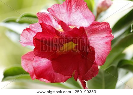 Very Beautiful Red Adenuim Obesum Flower By Nature
