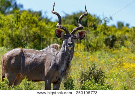 Close Up Of A Male Kudu Standing Glaring At You In The Field