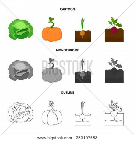 Cabbage, Pumpkin, Onion, Buriak.plant Set Collection Icons In Cartoon, Outline, Monochrome Style Vec