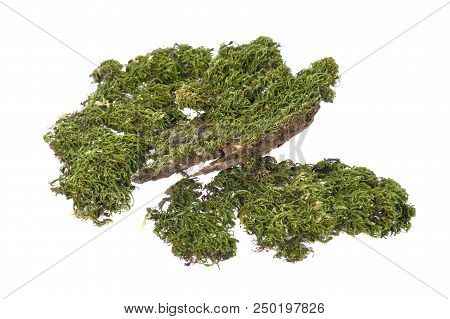 Green Moss At Forest Isolated On White Background.