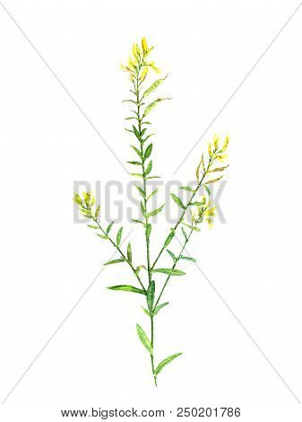 Watercolor Drawing Flower Of Scotch Broom, Painted Botanical Illustration, Hand Drawn Floral Illustr