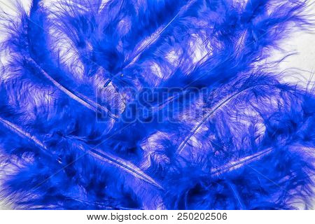 Colored Feathers Fluffy Blue Bird In The Background