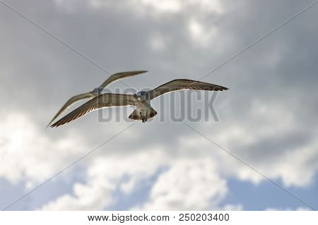 Albatross A Large Sea Bird With A Long Beak And Narrow Wings, Black And White Feathers, Feeds On Fis