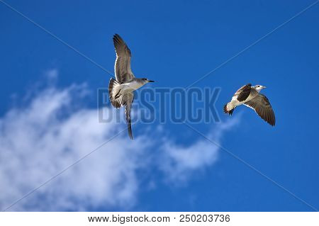 Albatross A Large Sea Bird With A Long Beak And Narrow Wings, Black And White Feathers, Feeds On Fis