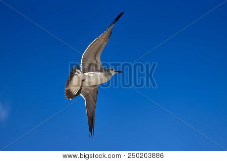 Albatross A Large Sea Bird With A Long Beak And Narrow Wings, Black And White Feathers, Feeds On Fis